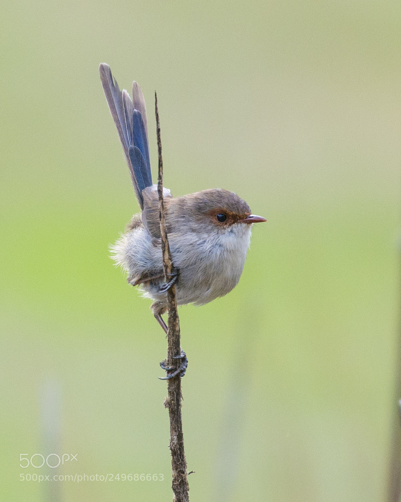 Nikon D800 sample photo. Superb fairywren, male in photography