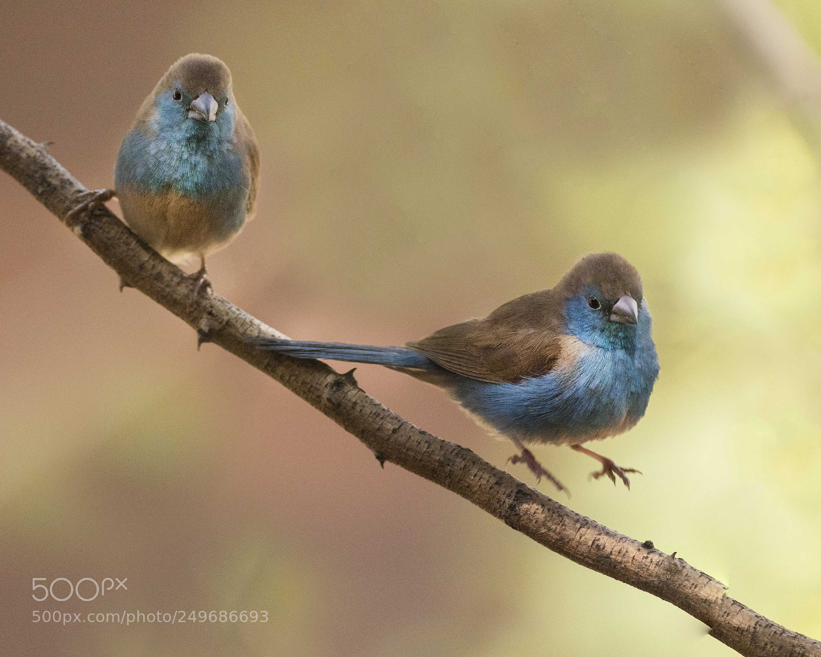 Canon EOS 5DS sample photo. Blue waxbill, toro yaka photography