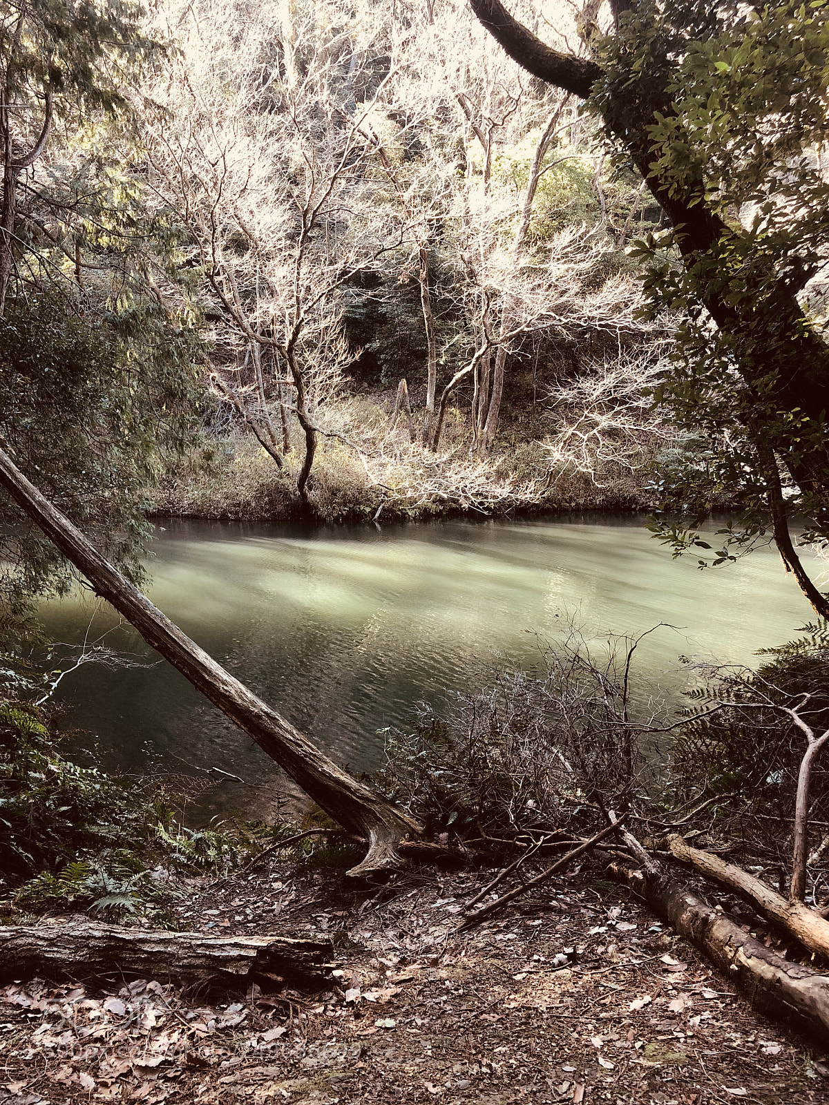 Apple iPhone 8 Plus sample photo. Nature photography