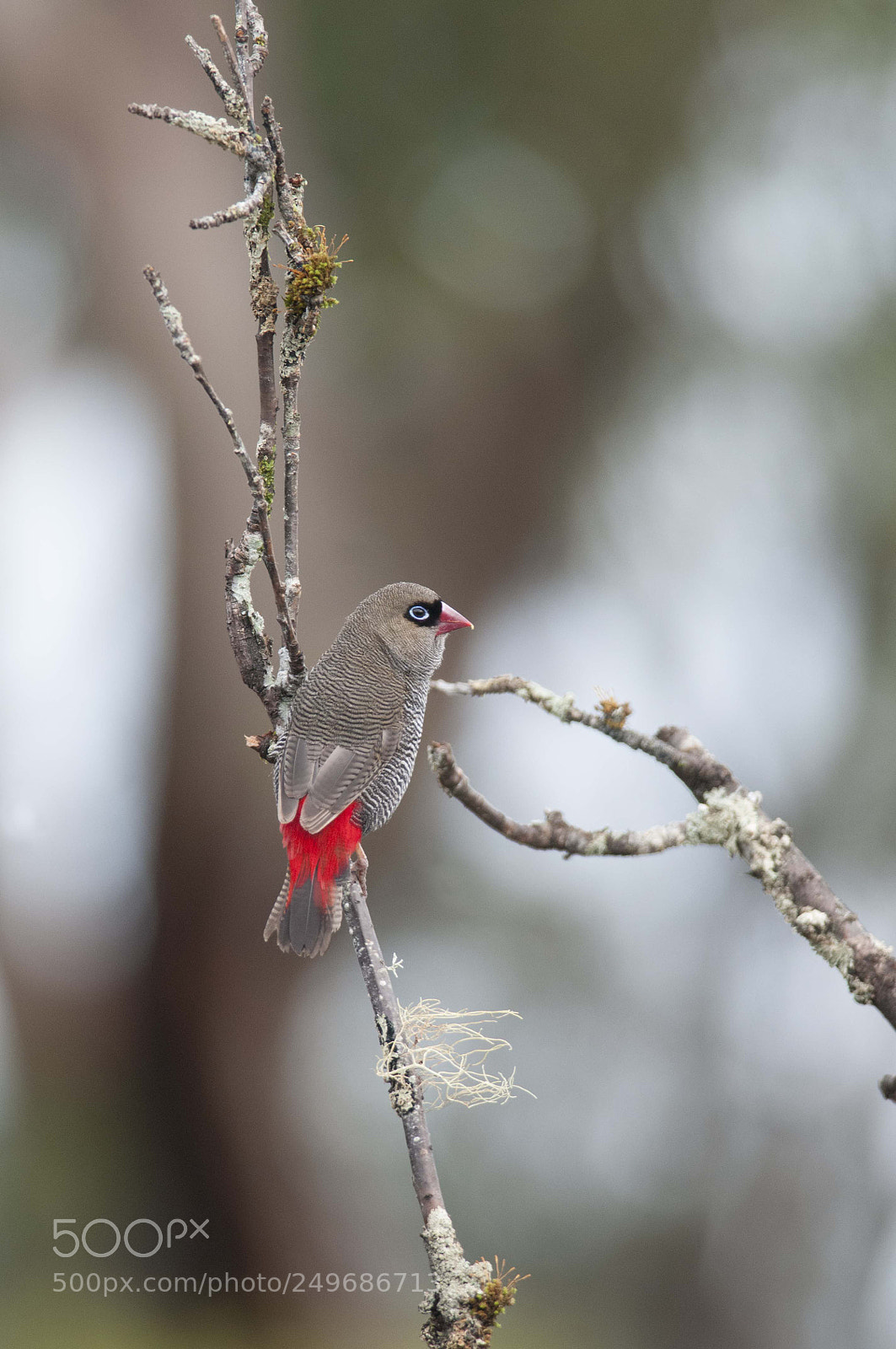 Nikon D300 sample photo. Beautiful firetail gbb photography