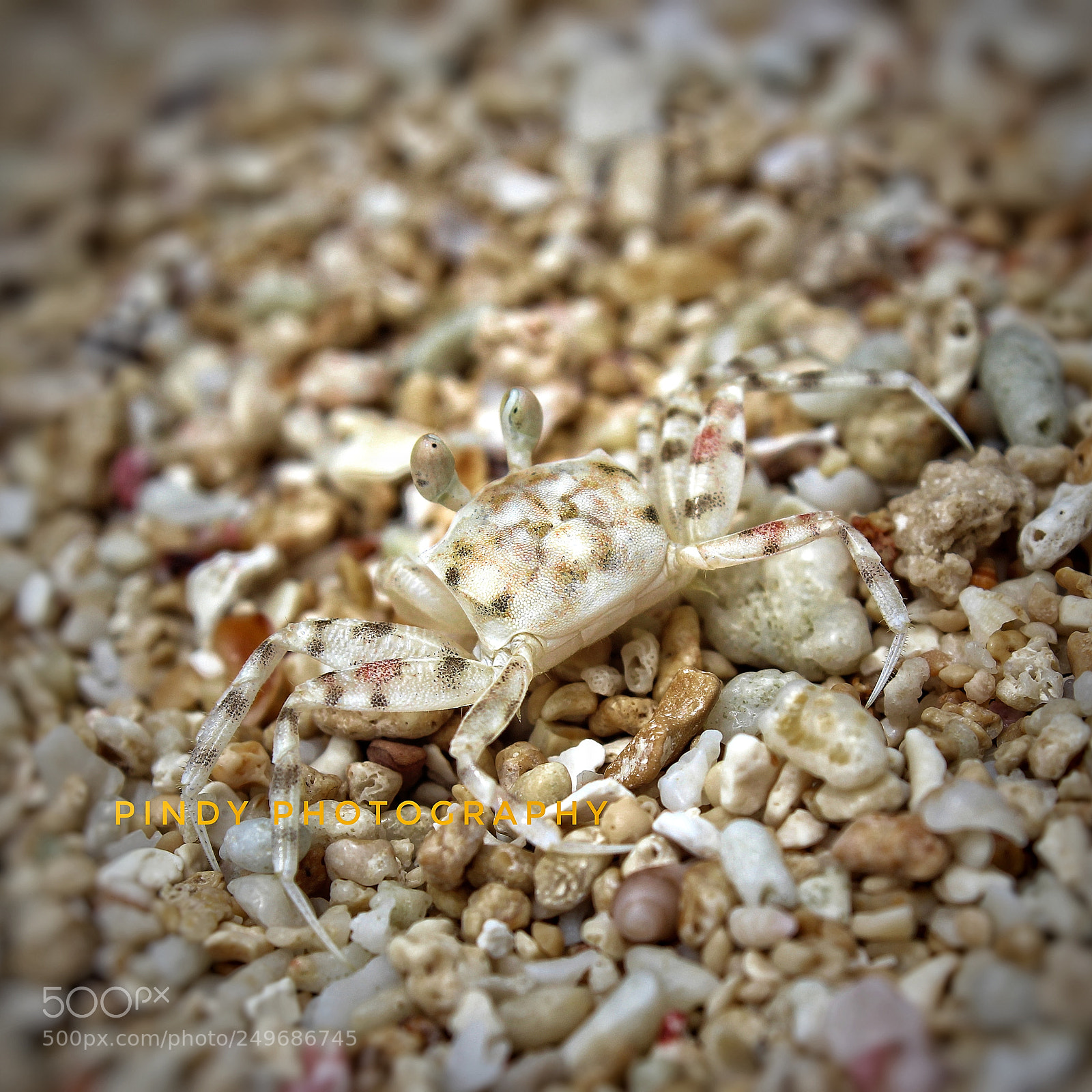 Canon EOS 1200D (EOS Rebel T5 / EOS Kiss X70 / EOS Hi) sample photo. Ghost crab photography