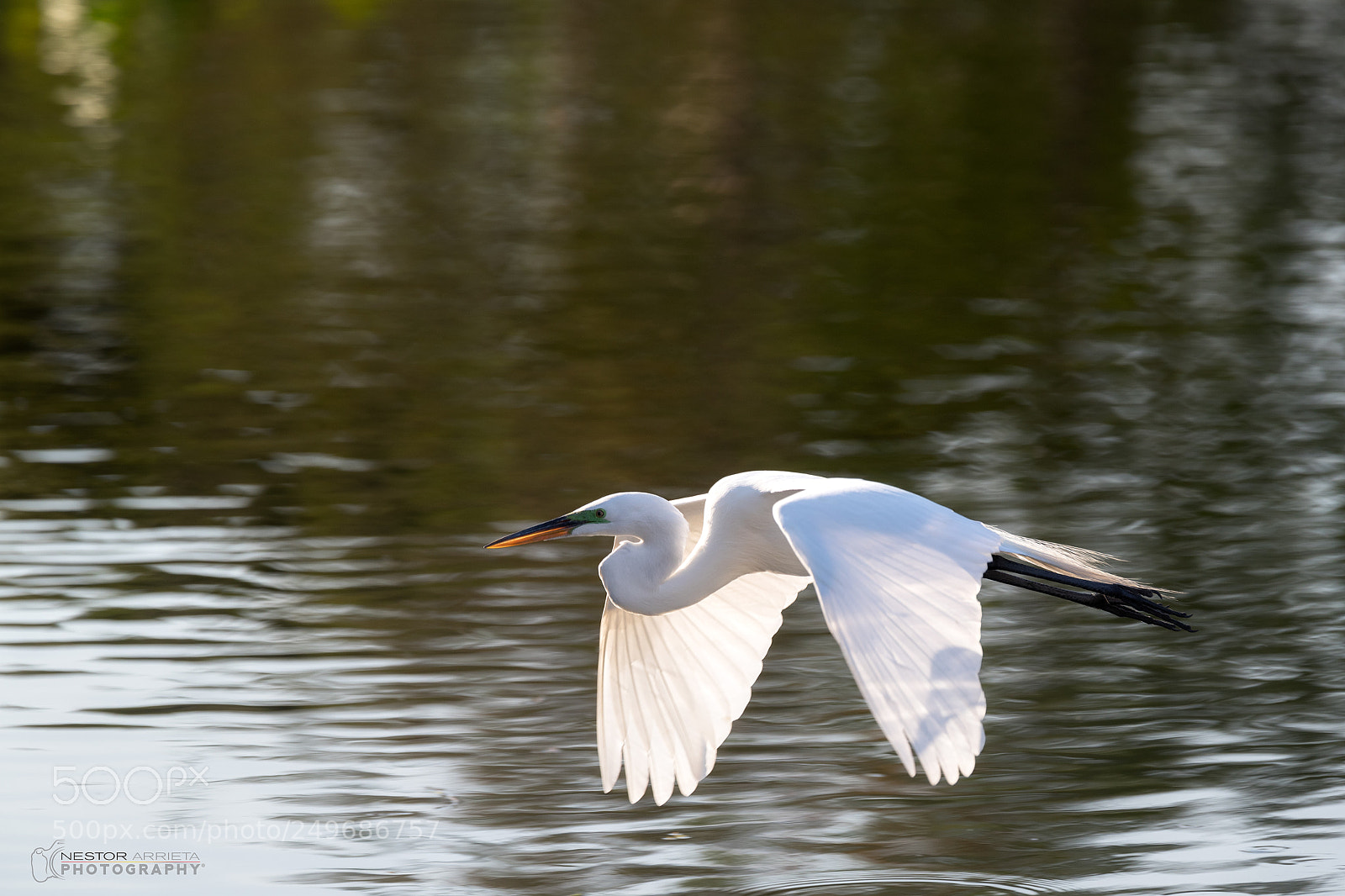 Canon EOS-1D X Mark II sample photo. Egret photography