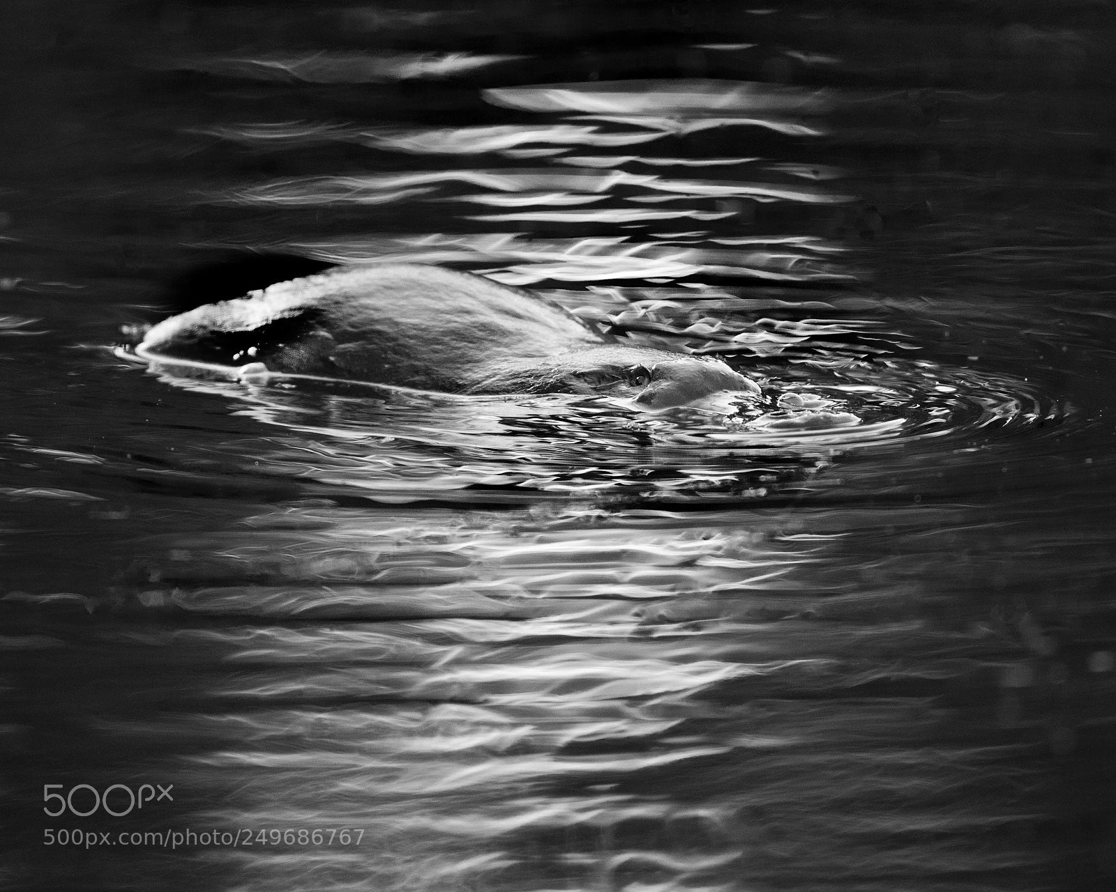 Canon EOS 5DS sample photo. Platypus, kettering, tasmania photography
