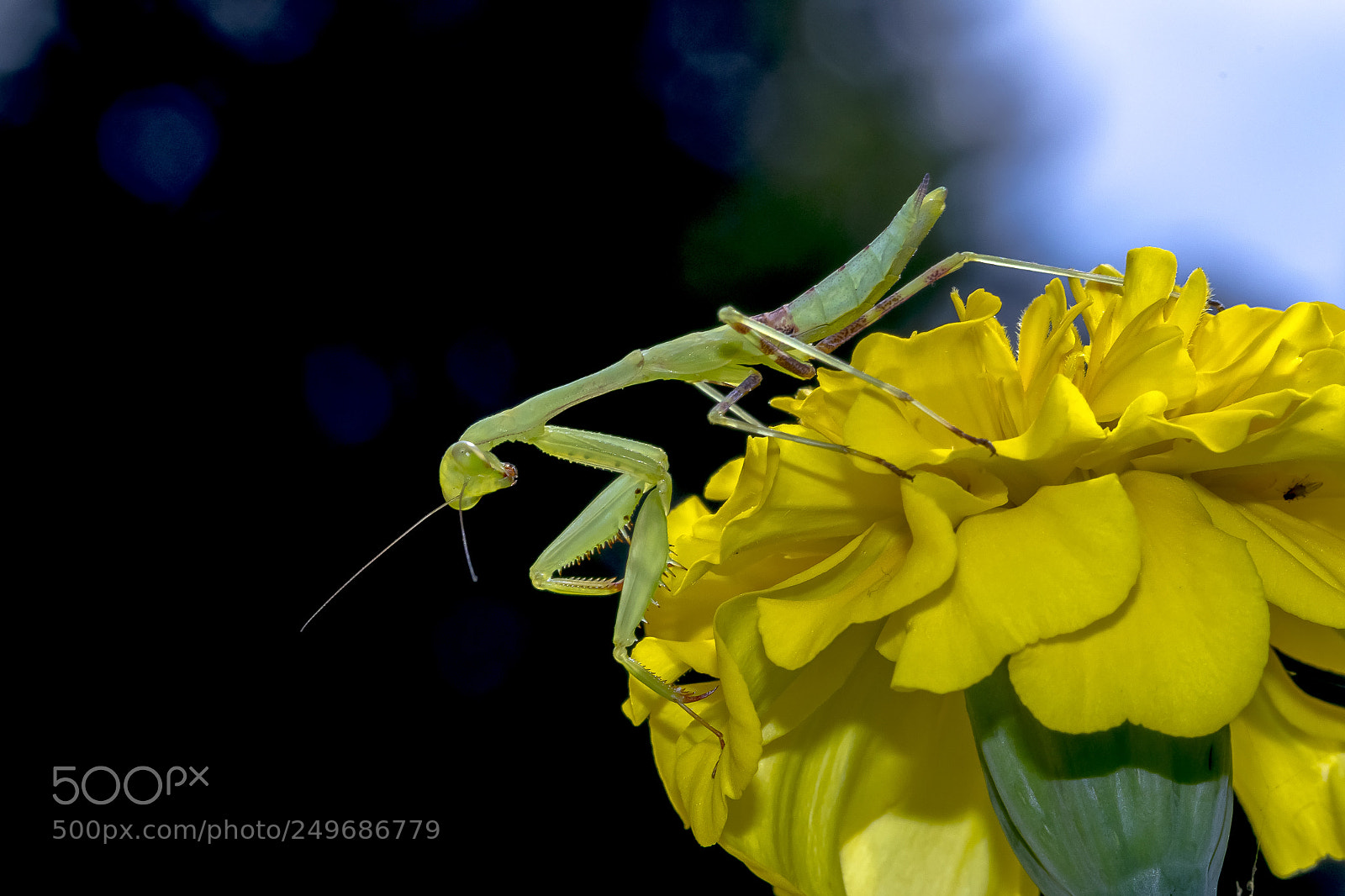 Canon EOS 7D Mark II sample photo. Praying mantis photography