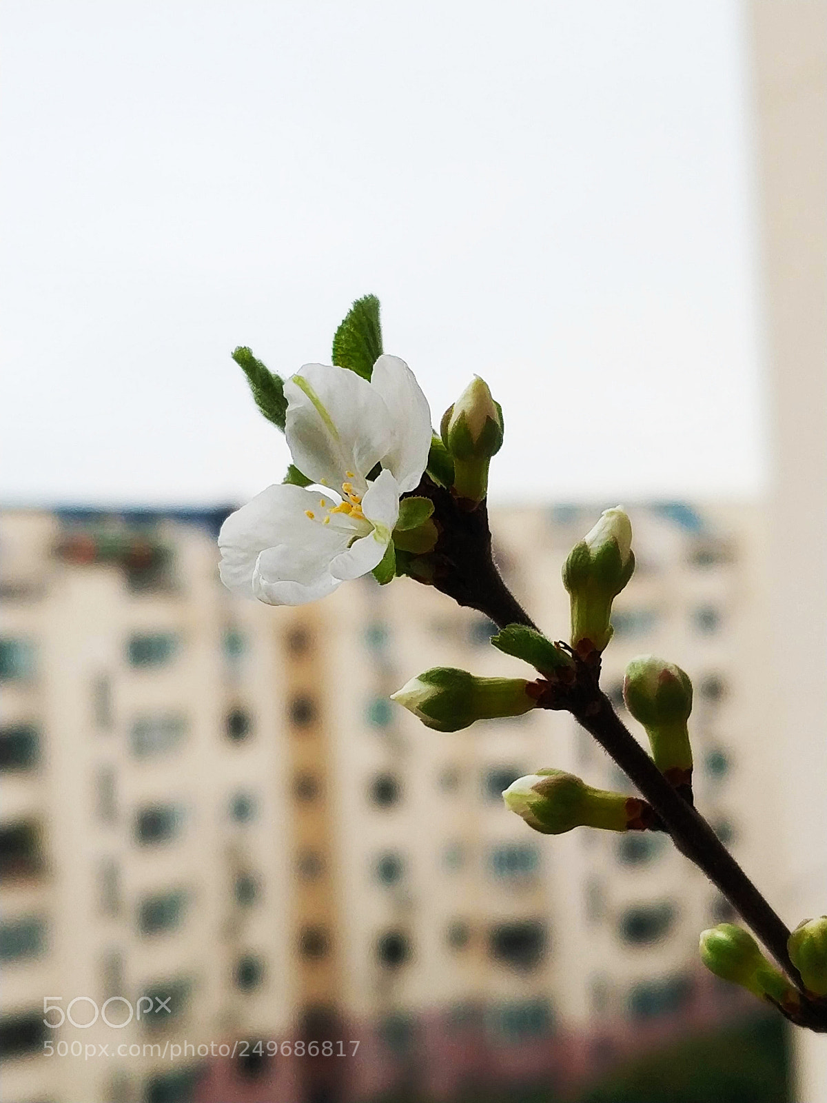 Xiaomi MIX 2 sample photo. White plum blossom photography