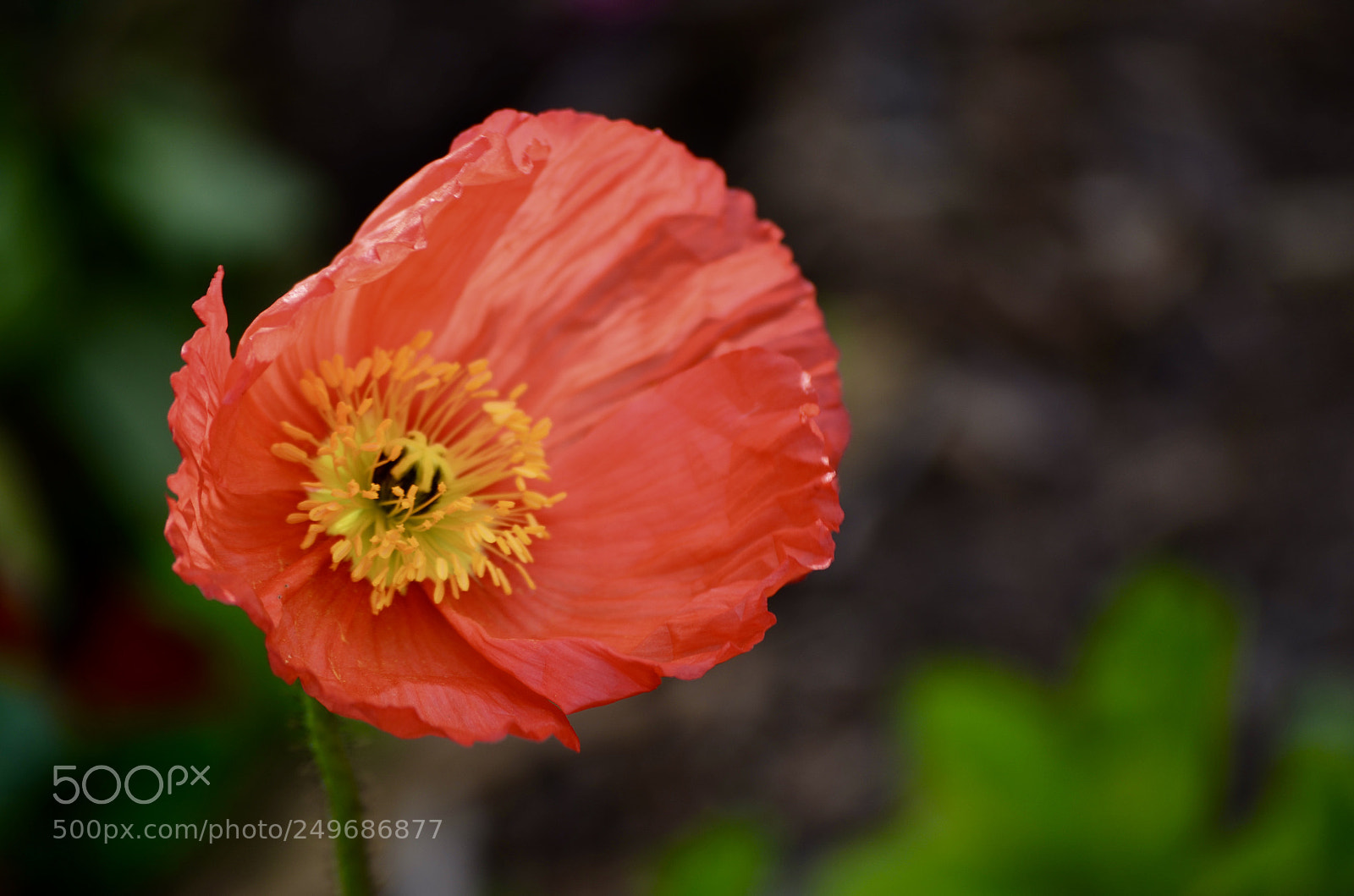 Nikon D7000 sample photo. Poppy in bloom photography