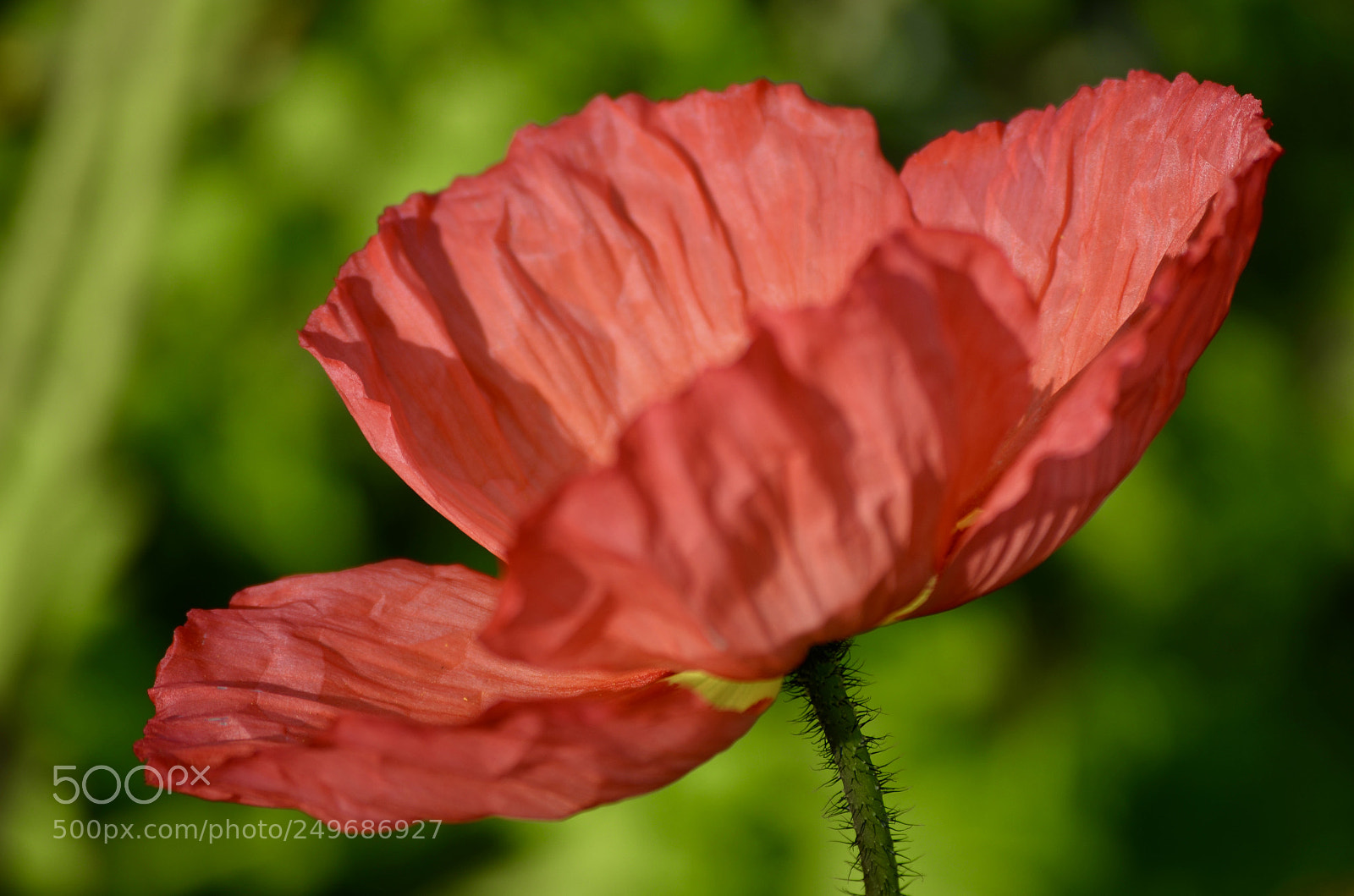 Nikon D7000 sample photo. Poppy light photography