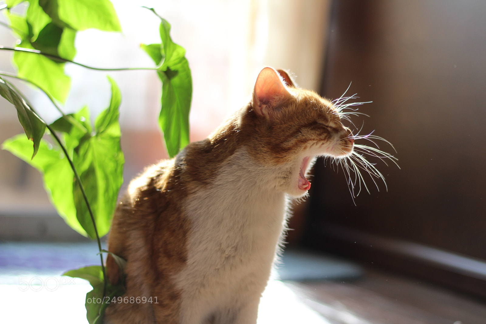 Canon EOS 1300D (EOS Rebel T6 / EOS Kiss X80) + Canon EF 50mm F1.8 STM sample photo. Home tiger photography