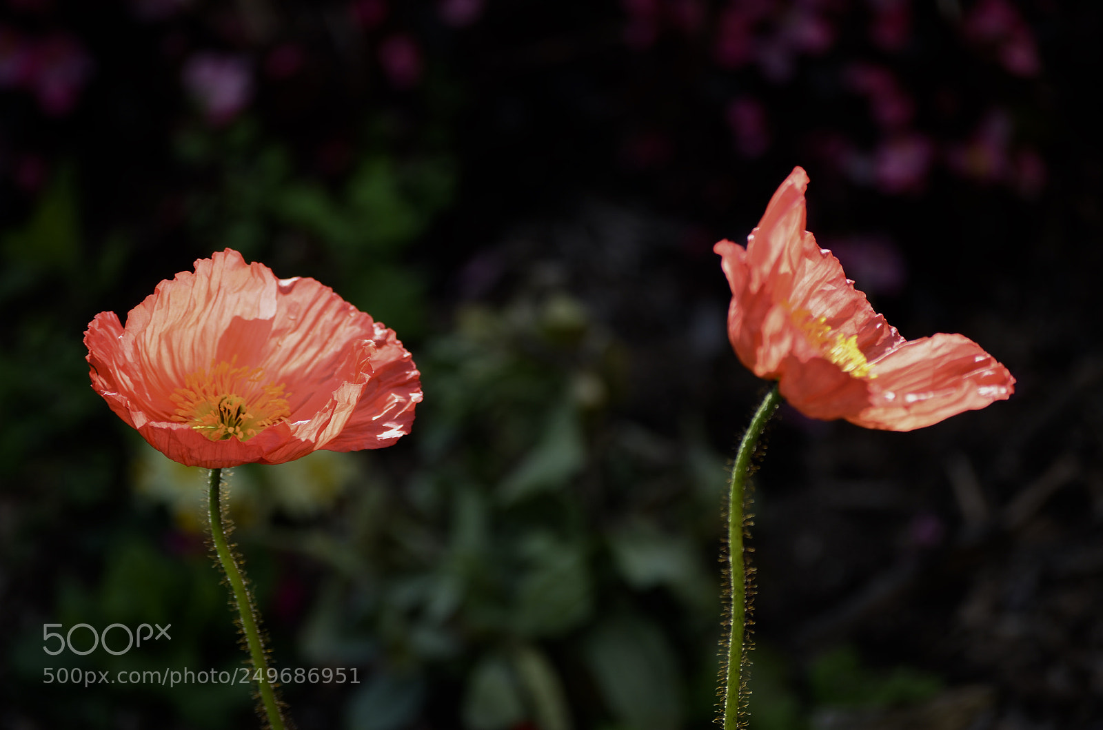 Nikon D7000 sample photo. Poppies in the park photography