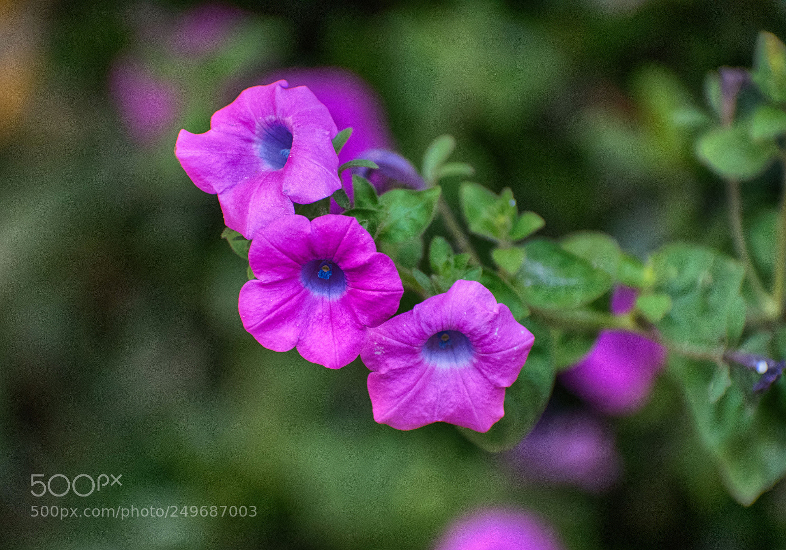 Nikon D5500 sample photo. Dsc photography