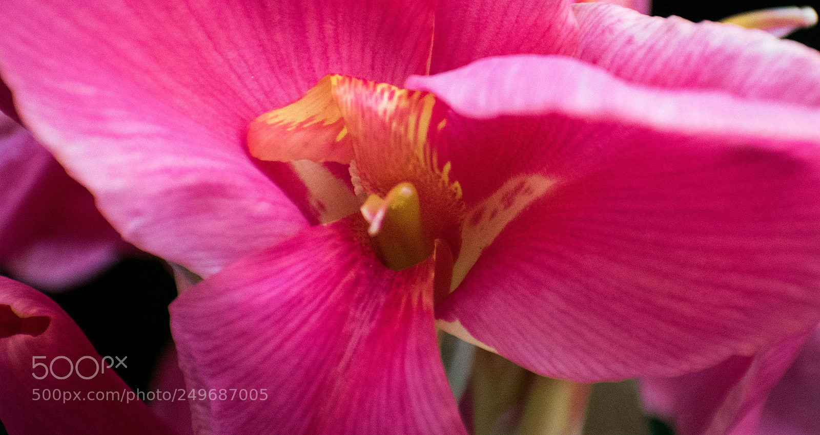 Nikon D5500 sample photo. Dsc photography