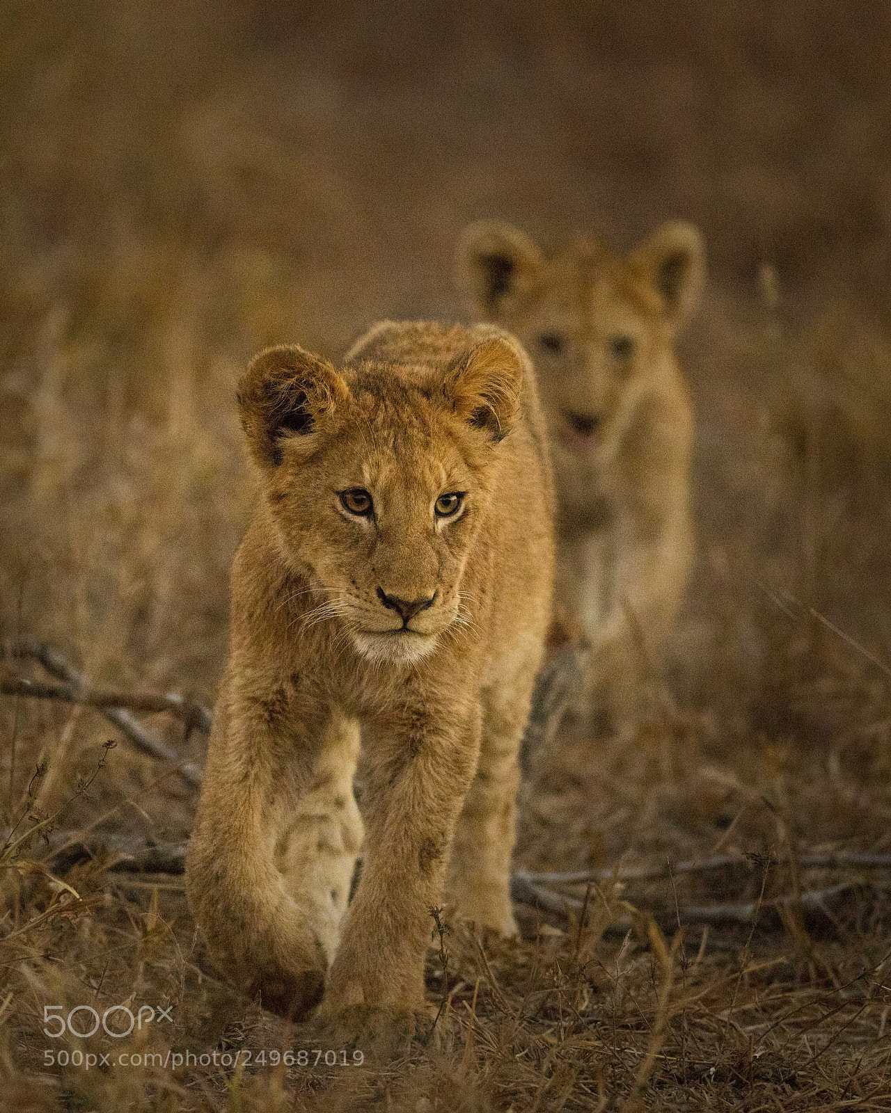 Canon EOS 5DS sample photo. Lion cubs, manyeleti, kruger photography