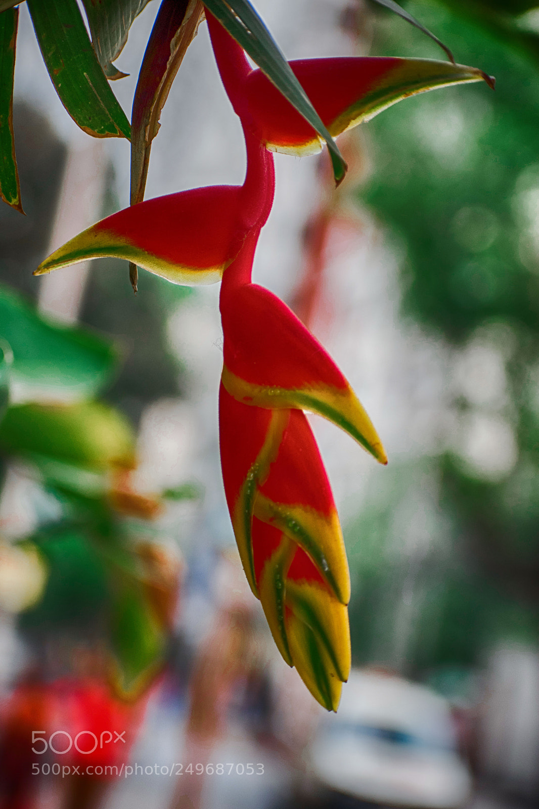 Nikon D5500 sample photo. Dsc photography