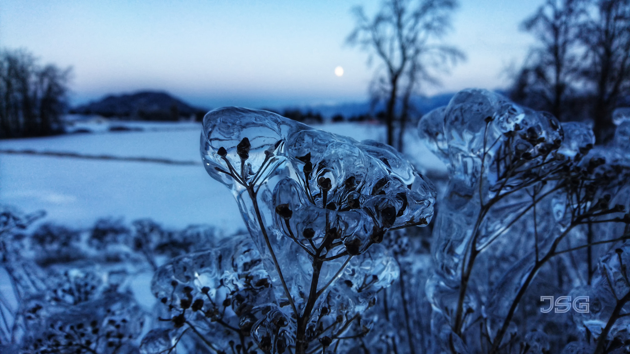 Sony Xperia Z5 sample photo. Frozen photography