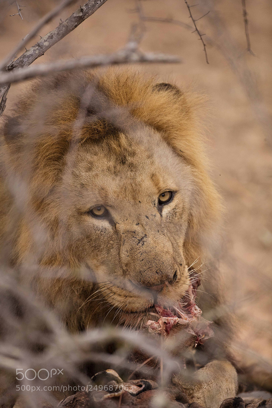 Canon EOS 5DS sample photo. Lion with zebra kill photography