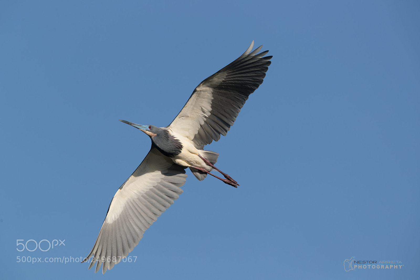 Canon EOS-1D X Mark II sample photo. Little blue heron photography
