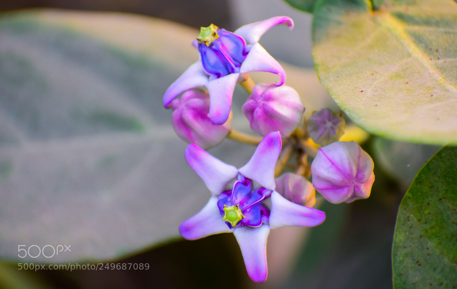 Nikon D5500 sample photo. Dsc photography