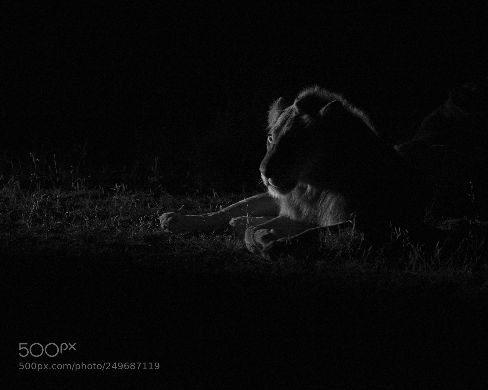 Nikon D800 sample photo. Lion, umlani bushcamp, kruger photography