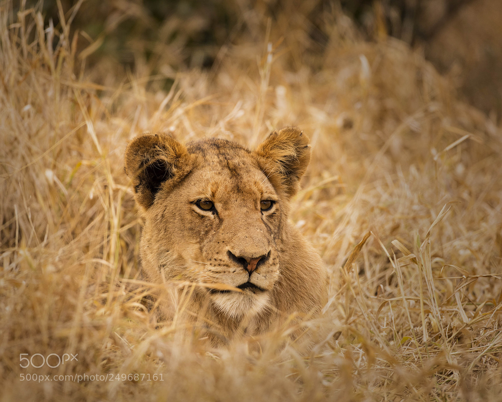Canon EOS 5DS sample photo. Lion af manyeleti gr photography