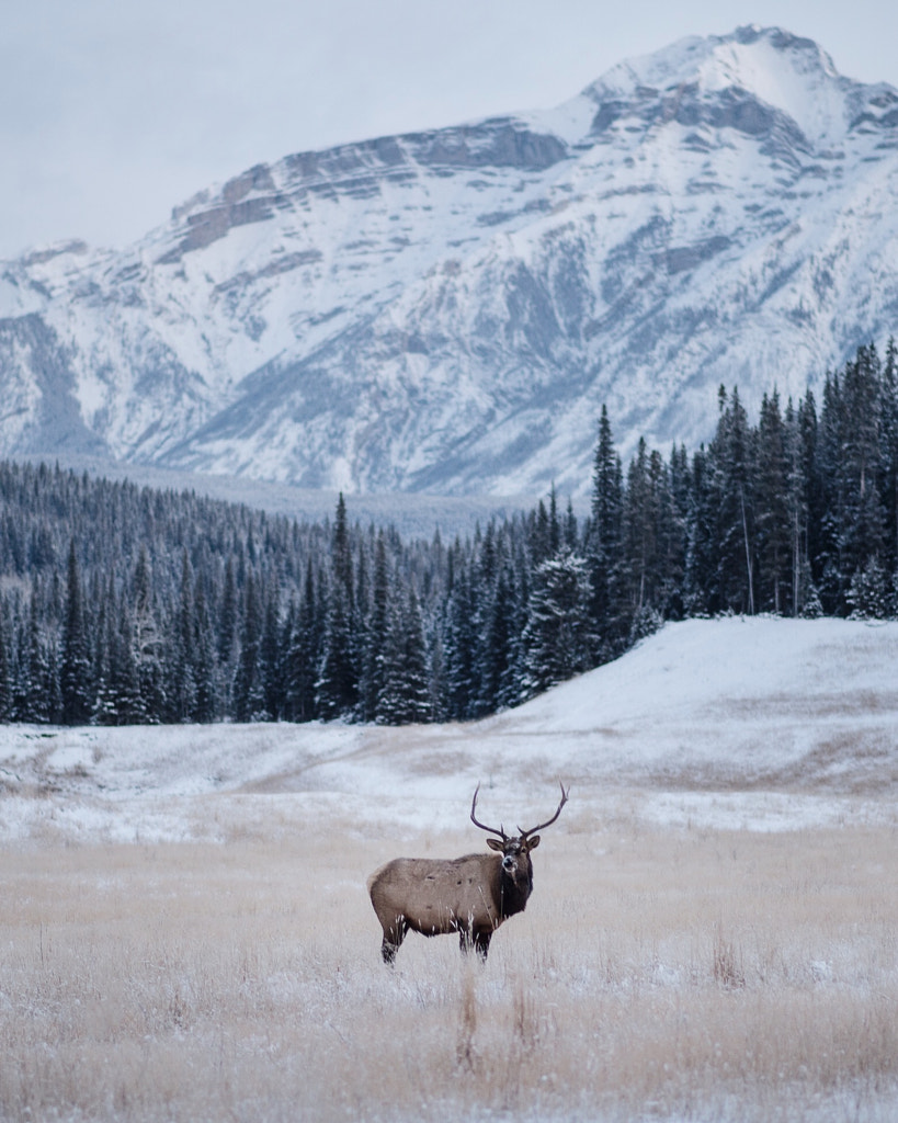 -25°f morning. Bull Elk. Banff. Alberta. The beaut ... by Tanner Wendell Stewart on 500px.com