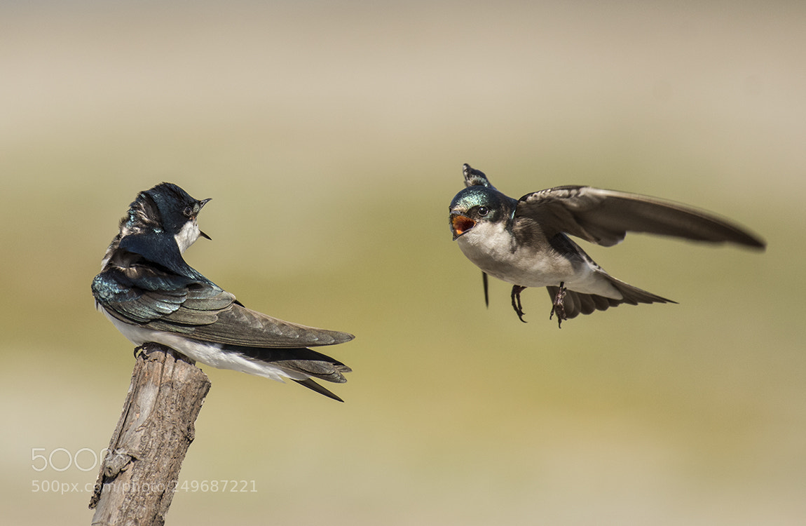 Nikon D500 sample photo. Swallow argument photography