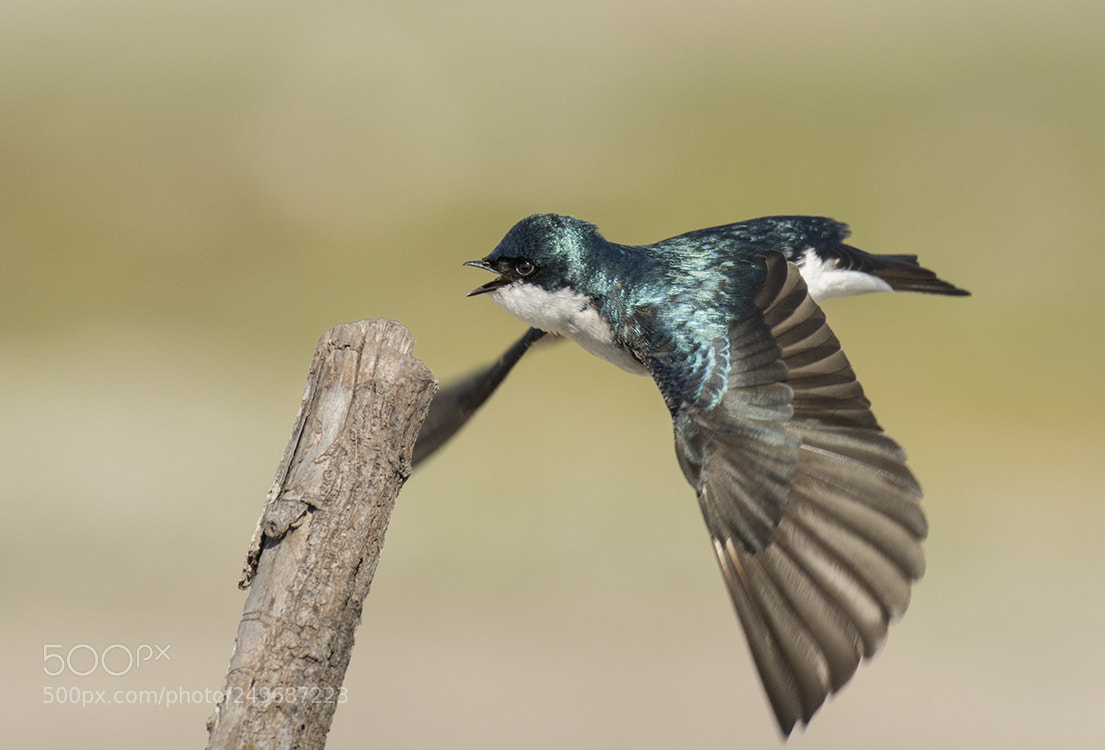 Nikon D500 sample photo. Swallow sign of spring photography