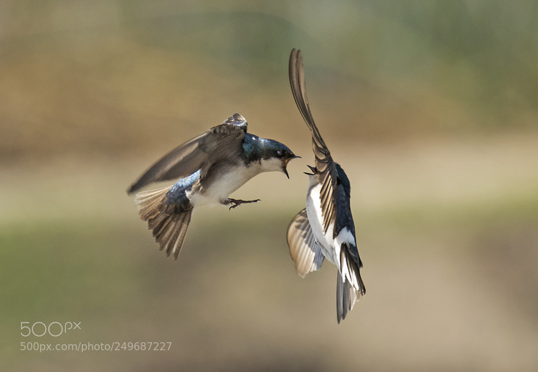 Nikon D500 sample photo. Swallow argument photography