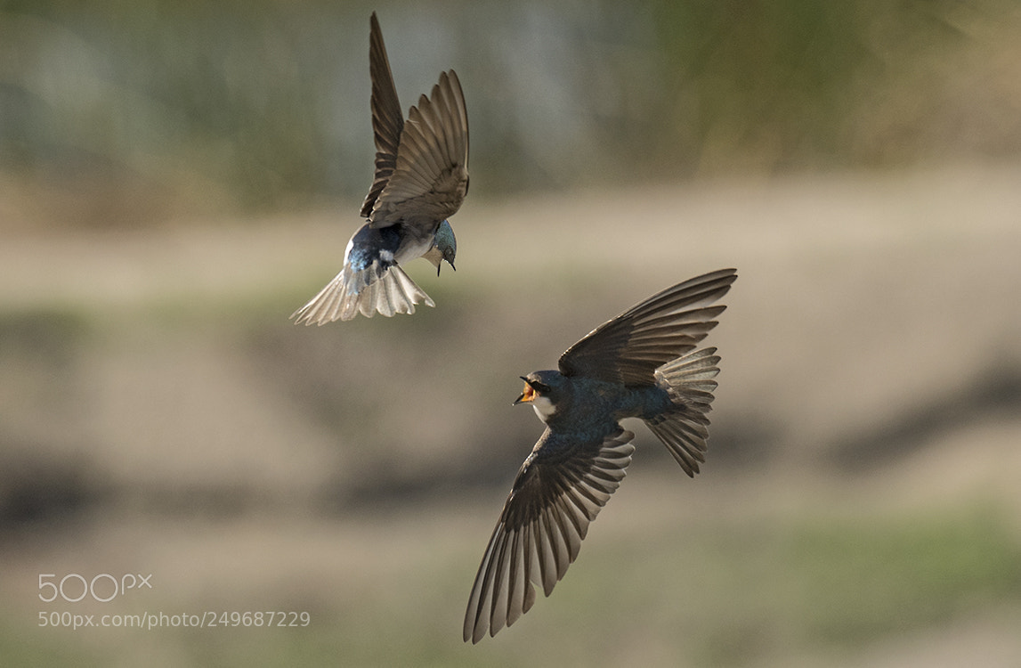 Nikon D500 sample photo. Swallow argument photography