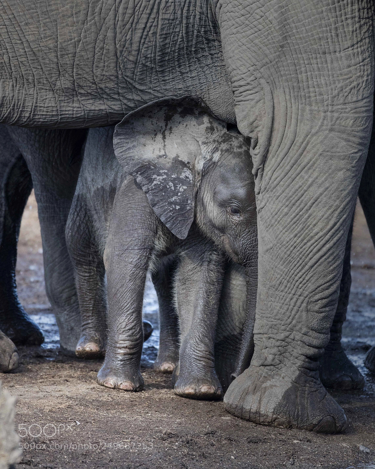 Canon EOS 5DS sample photo. African elephant baby, kruger photography