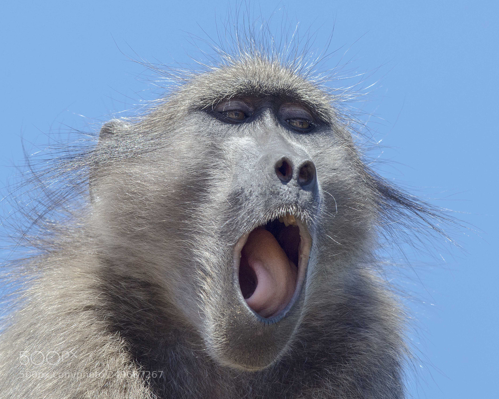 Nikon D800 sample photo. Baboon, cape of good photography