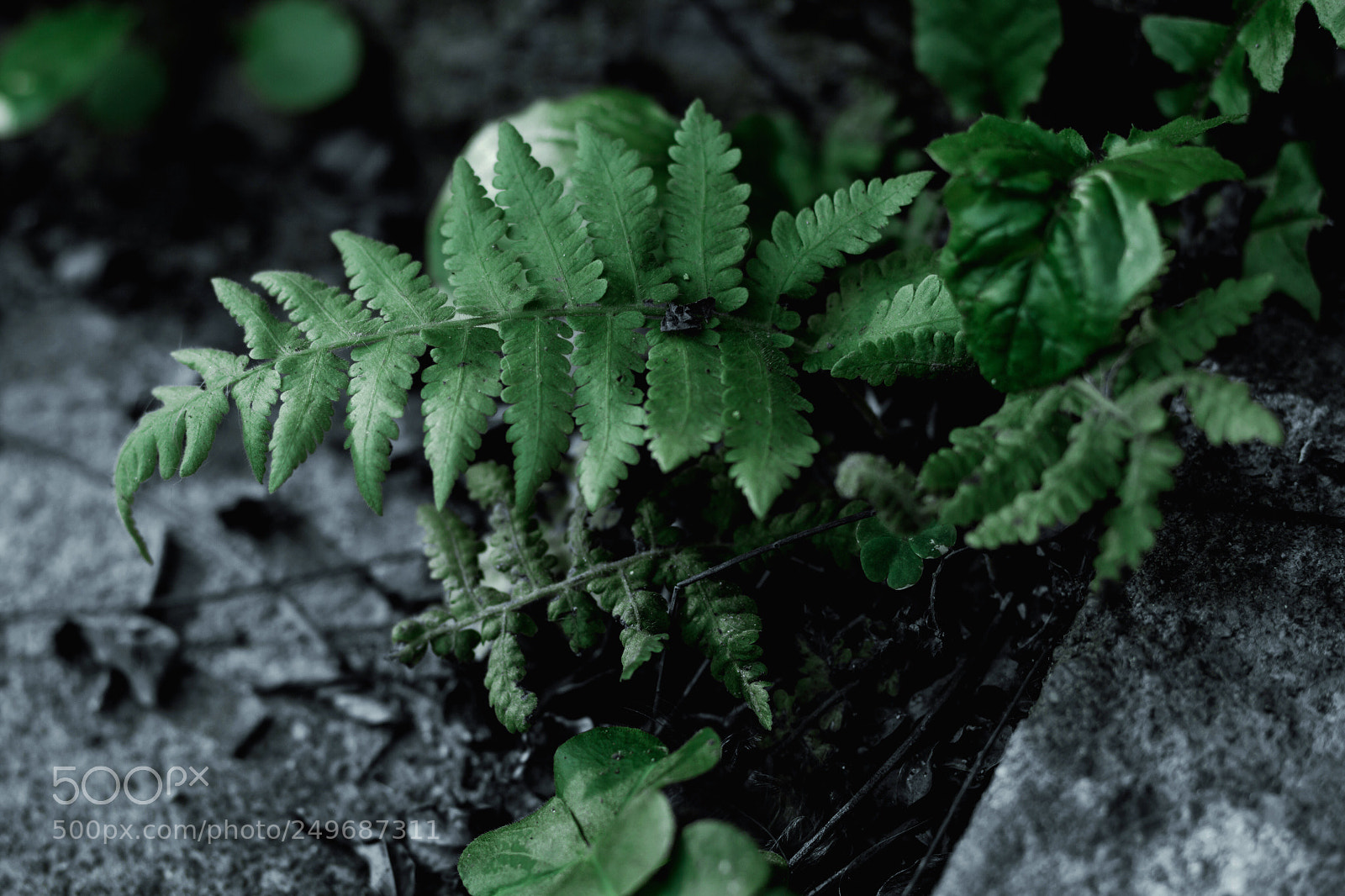 Canon EOS 60D sample photo. Plant on a rock photography