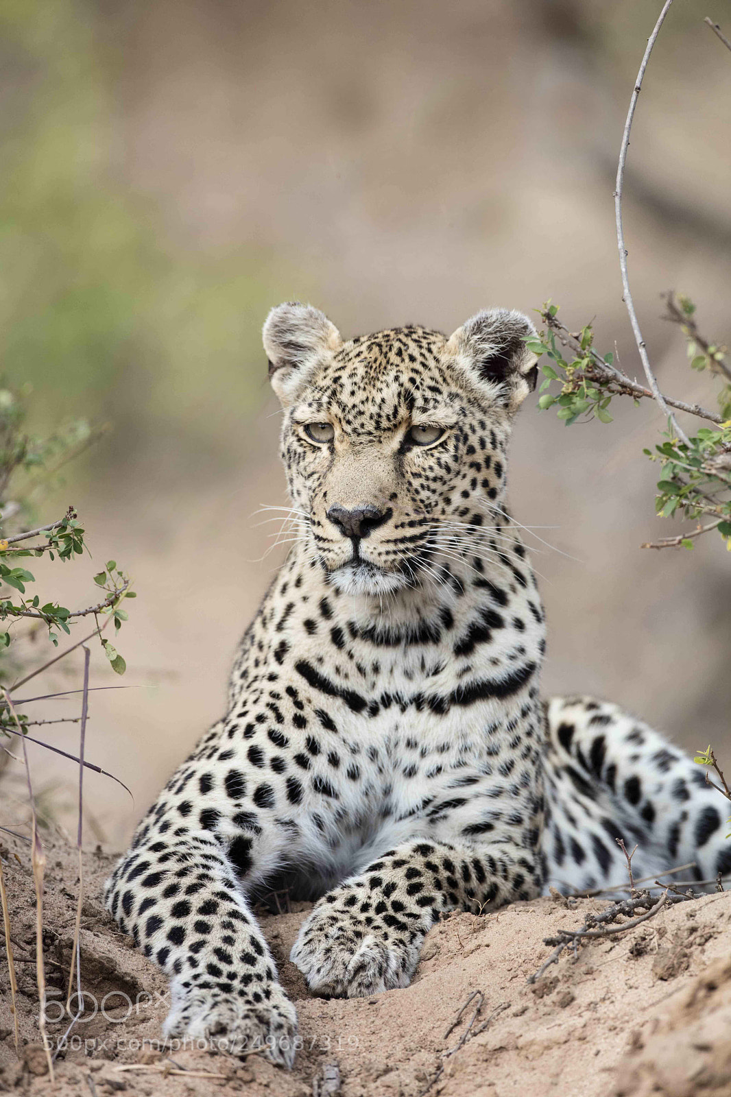 Canon EOS 5DS sample photo. Leopard, greater kruger area photography