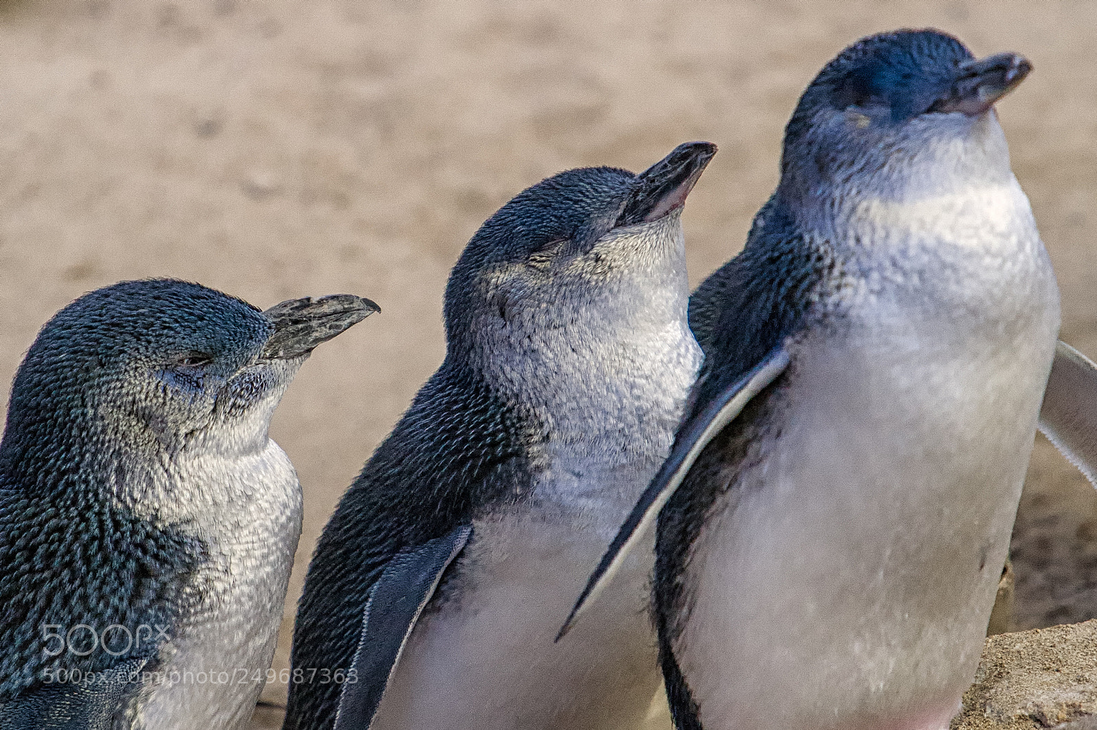 Canon EOS 5D sample photo. Penguin island photography