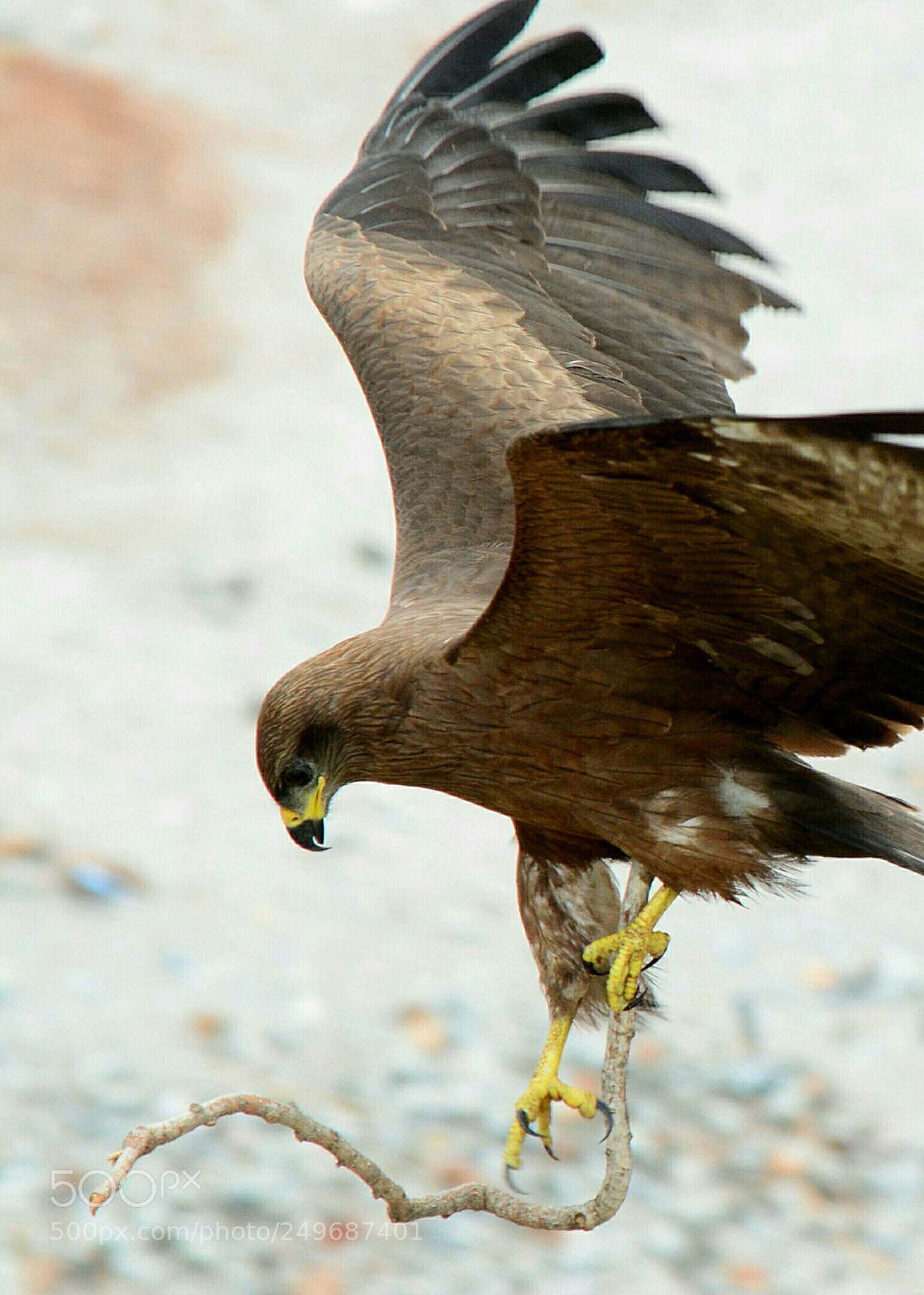 Nikon D5100 sample photo. Untitled photography
