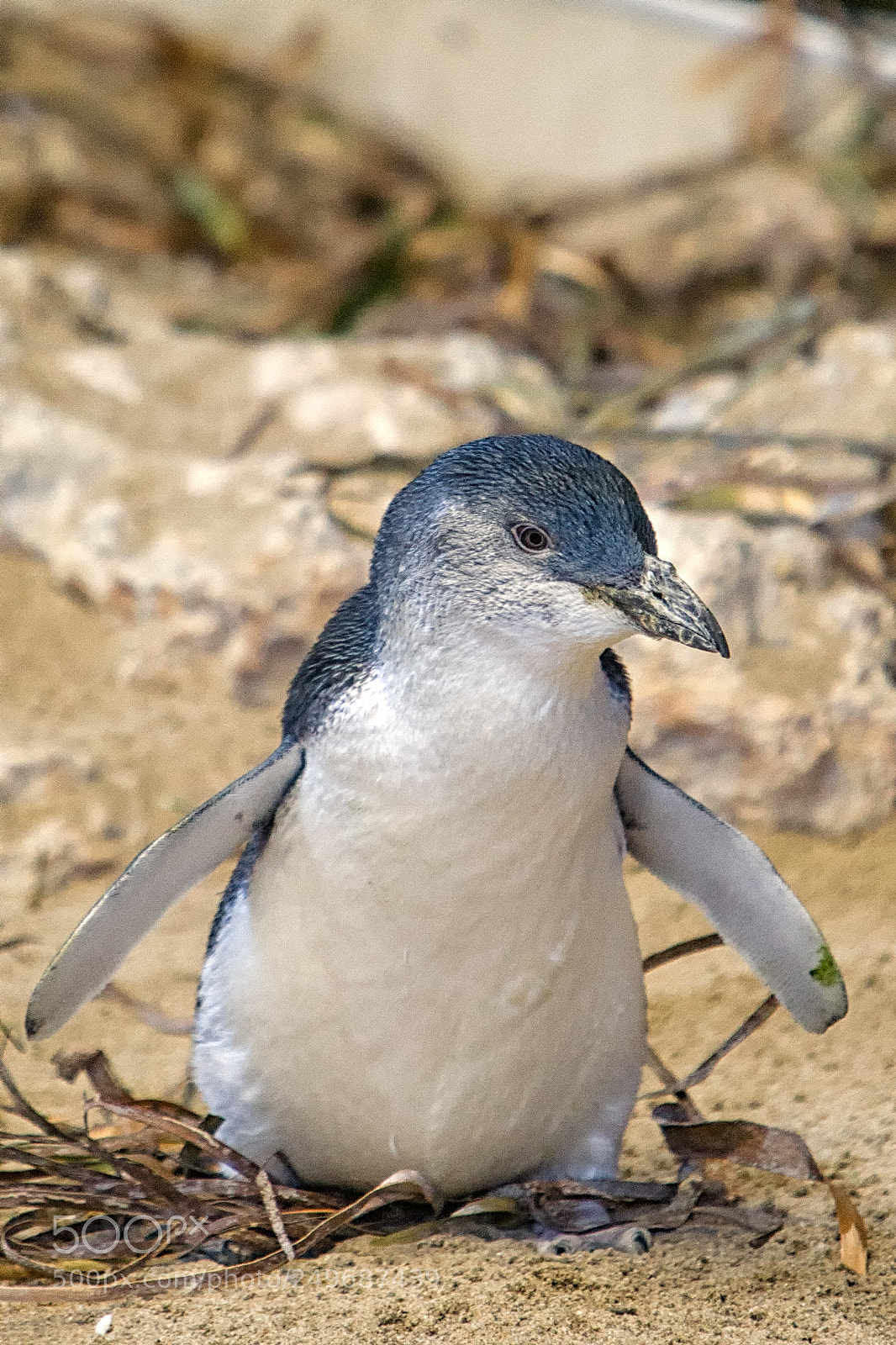 Canon EOS 5D sample photo. Penguin island photography