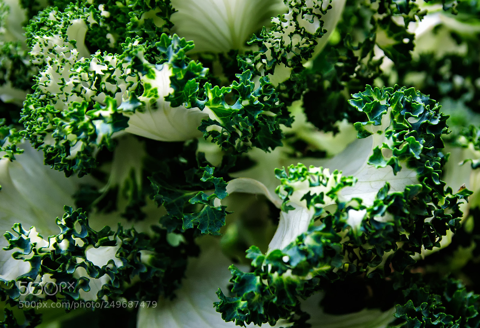 Nikon D300 sample photo. Swirling green photography