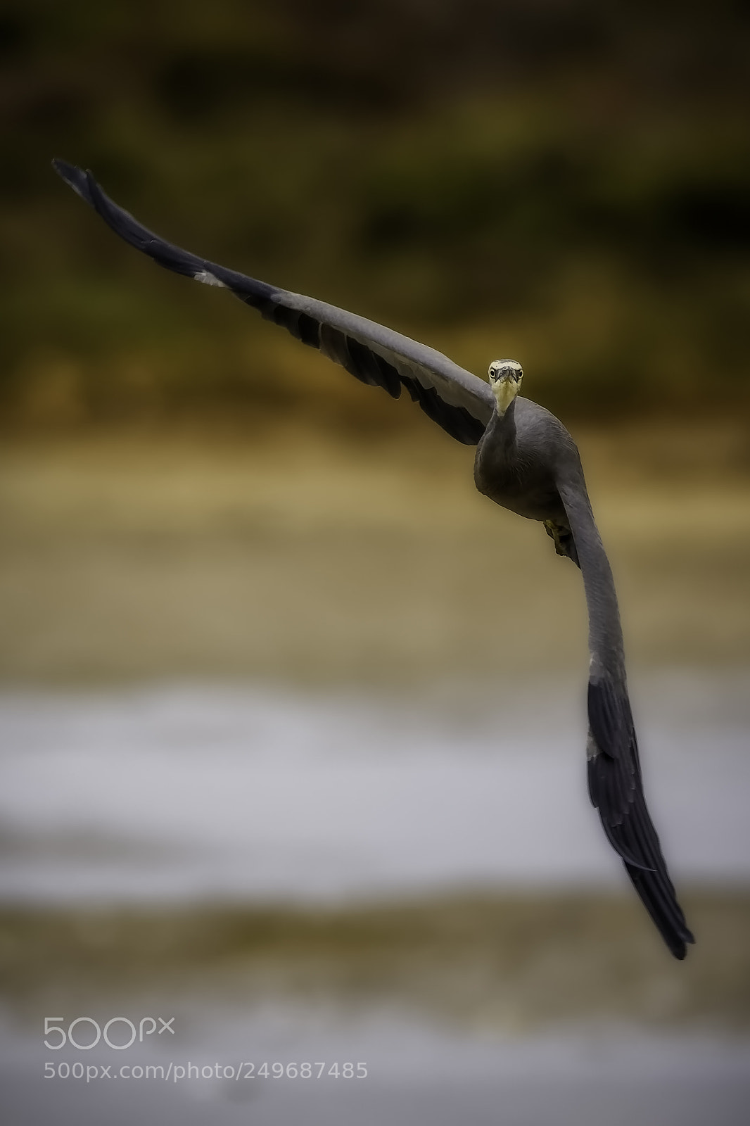 Nikon D7200 sample photo. White-faced heron 3 photography