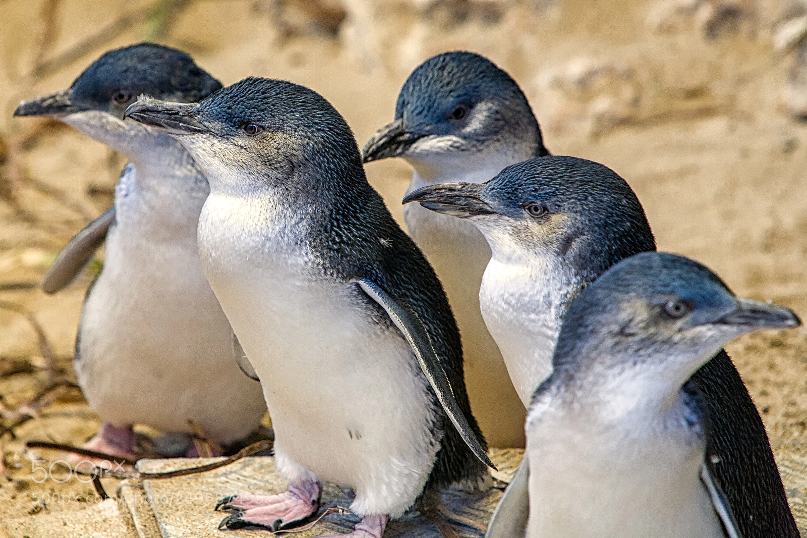 Canon EOS 5D sample photo. Penguin island photography
