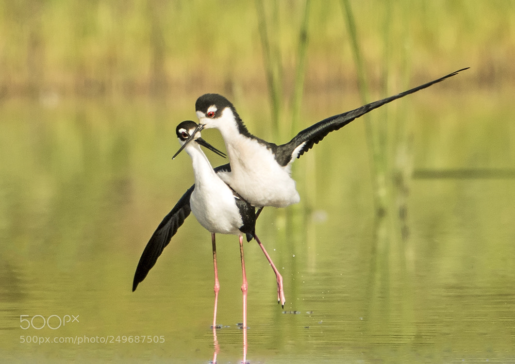 Canon EOS 7D Mark II sample photo. Black necked stilt courting photography