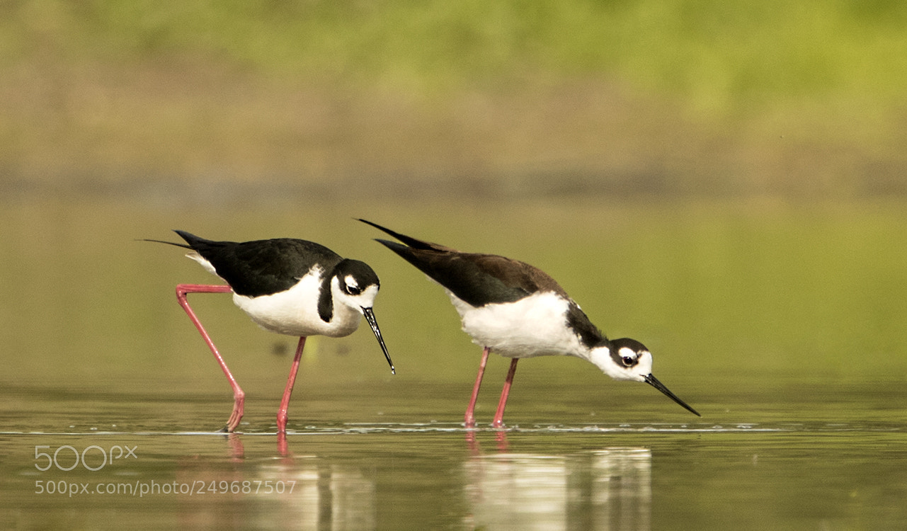Canon EOS 7D Mark II sample photo. Black necked stilt photography