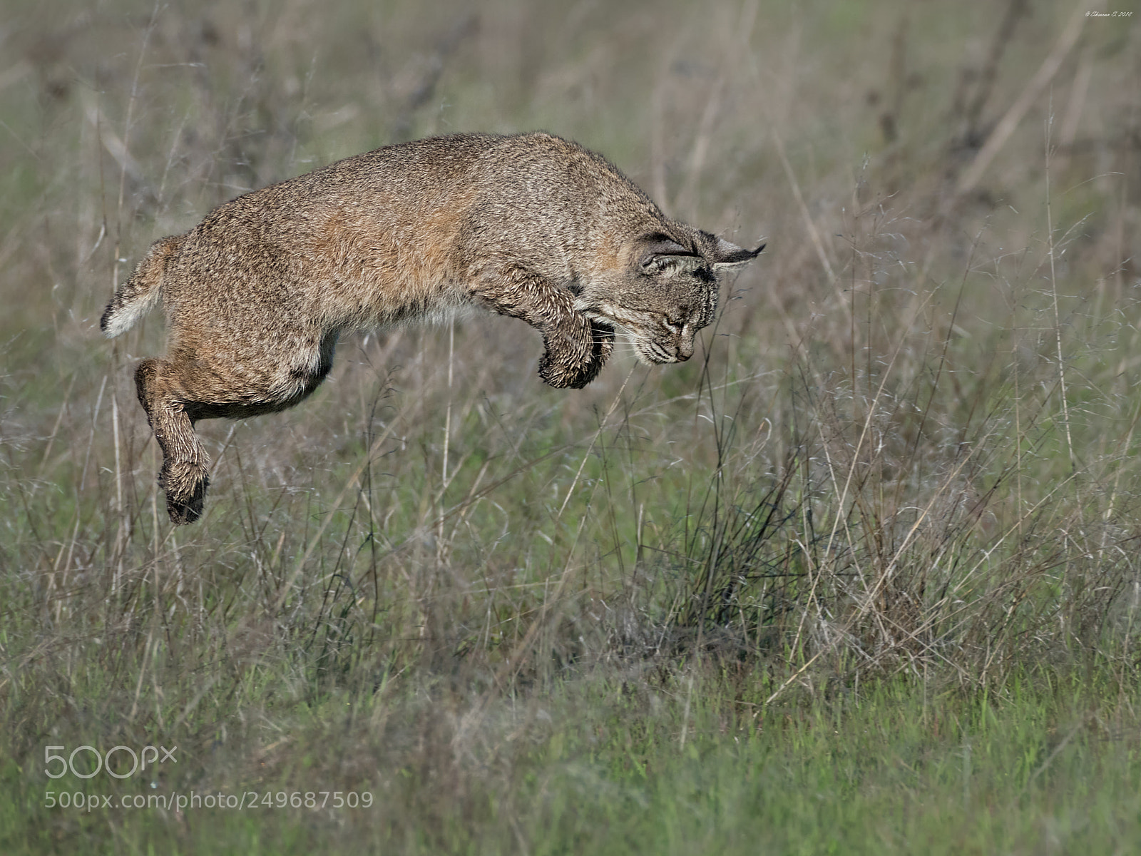 Nikon D810 sample photo. Hang time photography