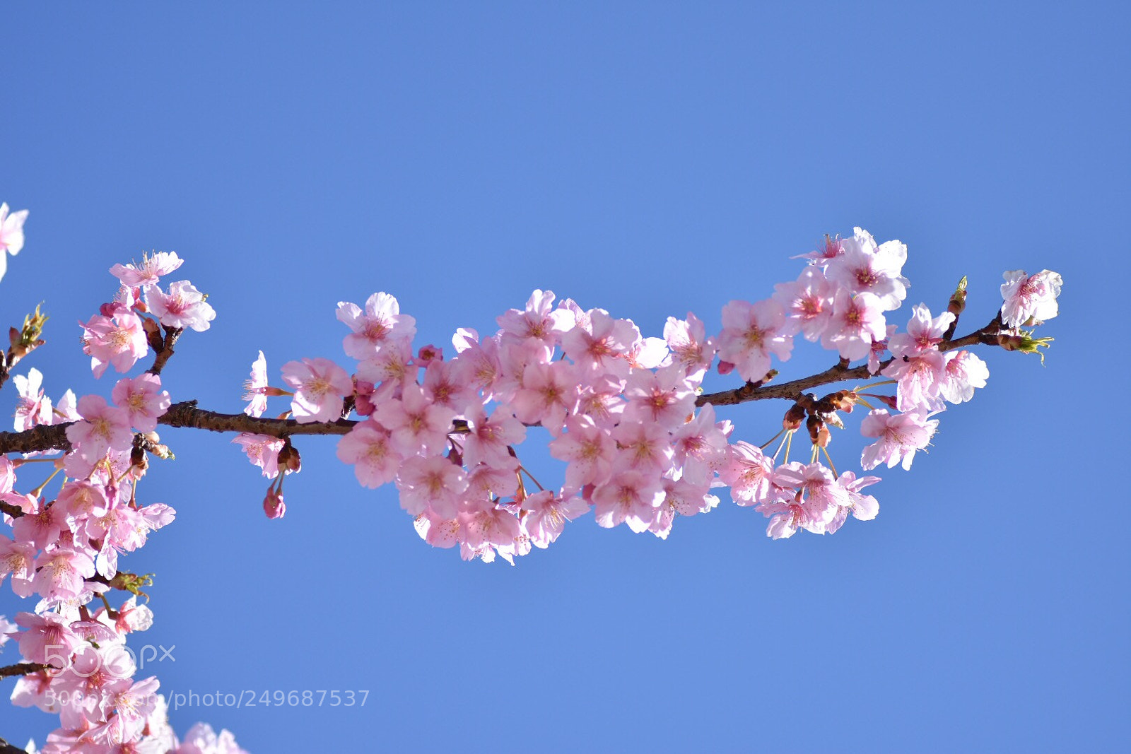 Nikon D7200 sample photo. Cherry blossoms photography
