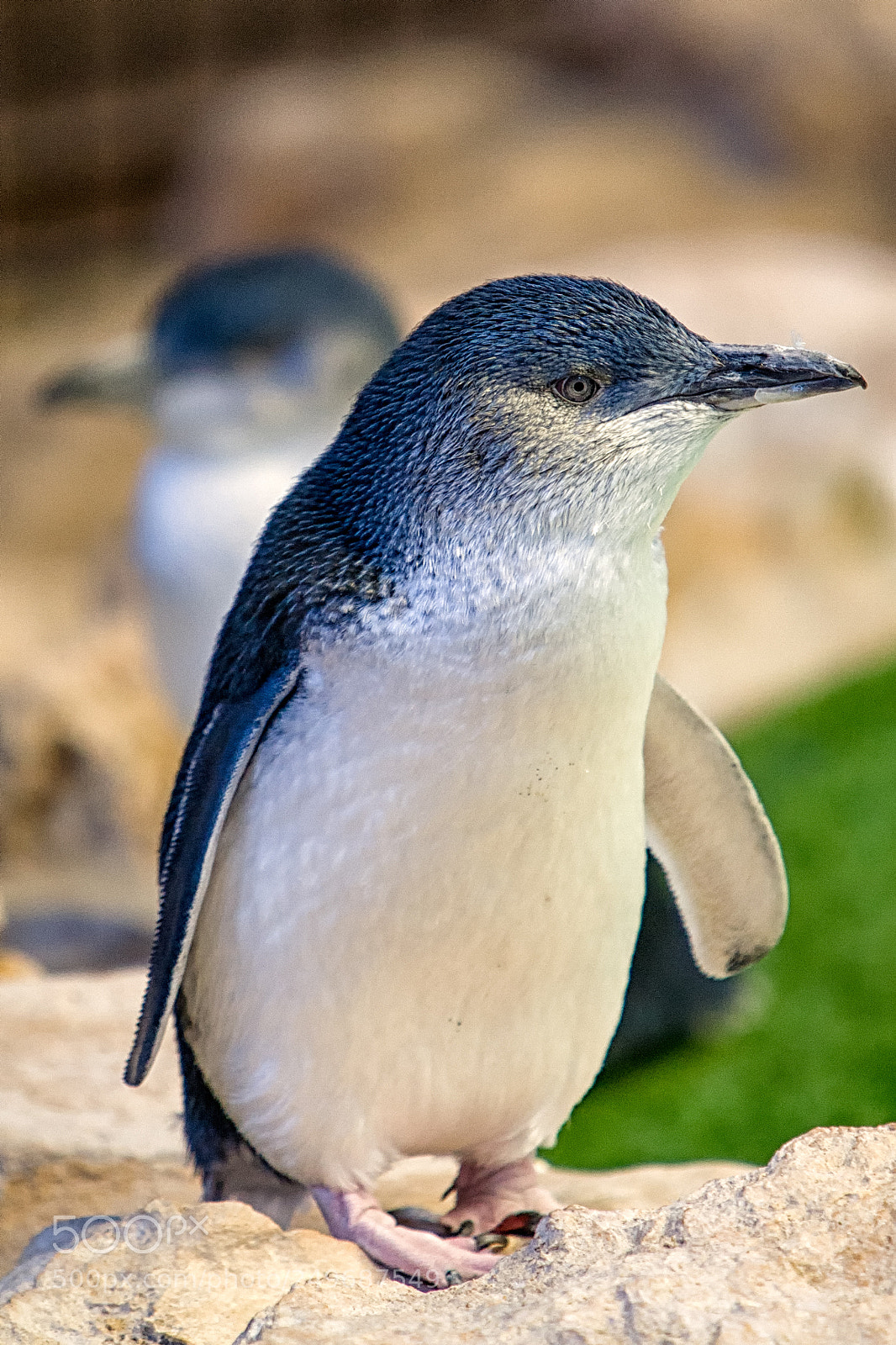 Canon EOS 5D sample photo. Penguin island photography