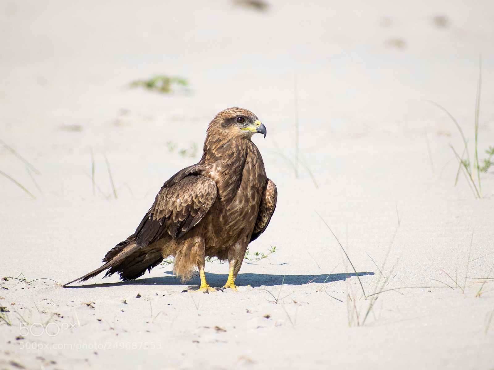 Nikon D3300 sample photo. Indian spotted eagle photography