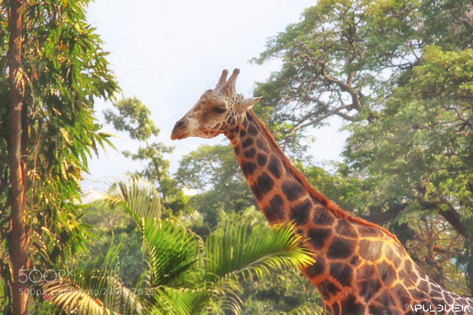 Canon EOS 700D (EOS Rebel T5i / EOS Kiss X7i) sample photo. Giraffe photography