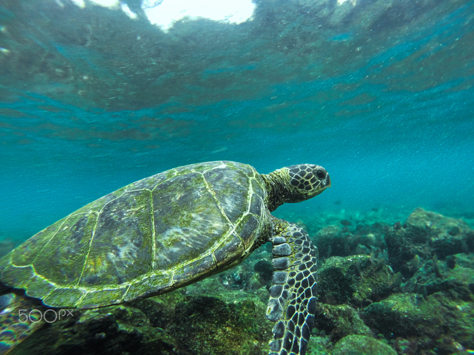 GoPro HERO3+ Black Edition sample photo. Sea turtle photography