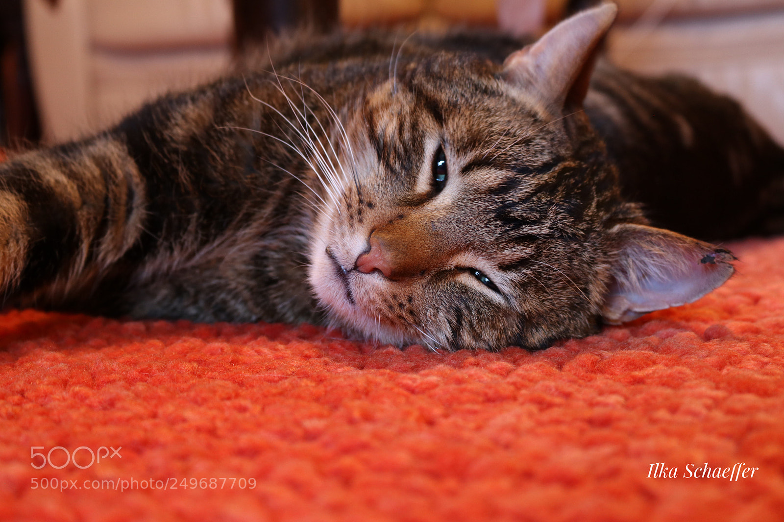Canon EOS 80D sample photo. Sonntag  photography