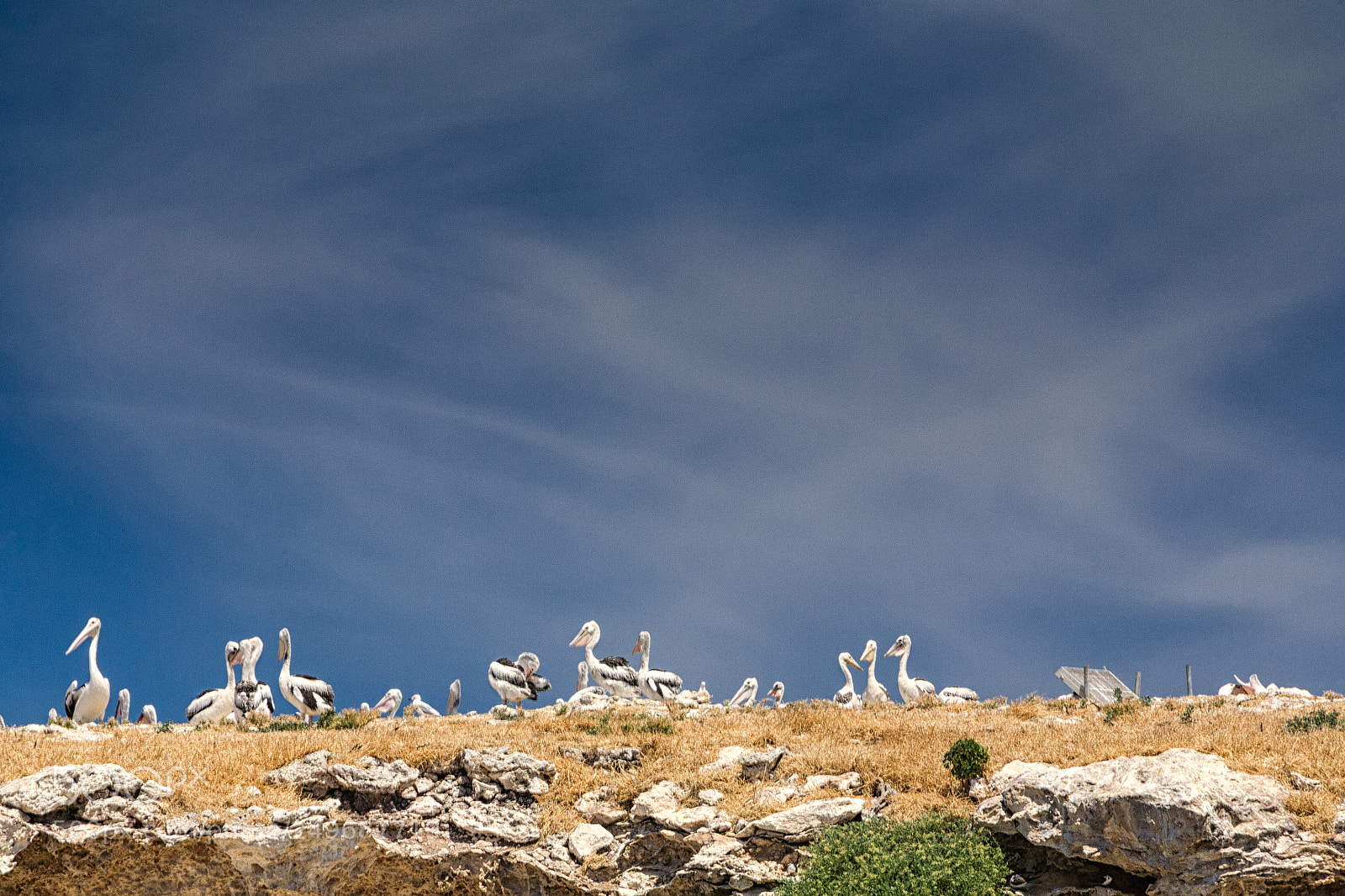 Canon EOS 5D sample photo. Penguin island photography