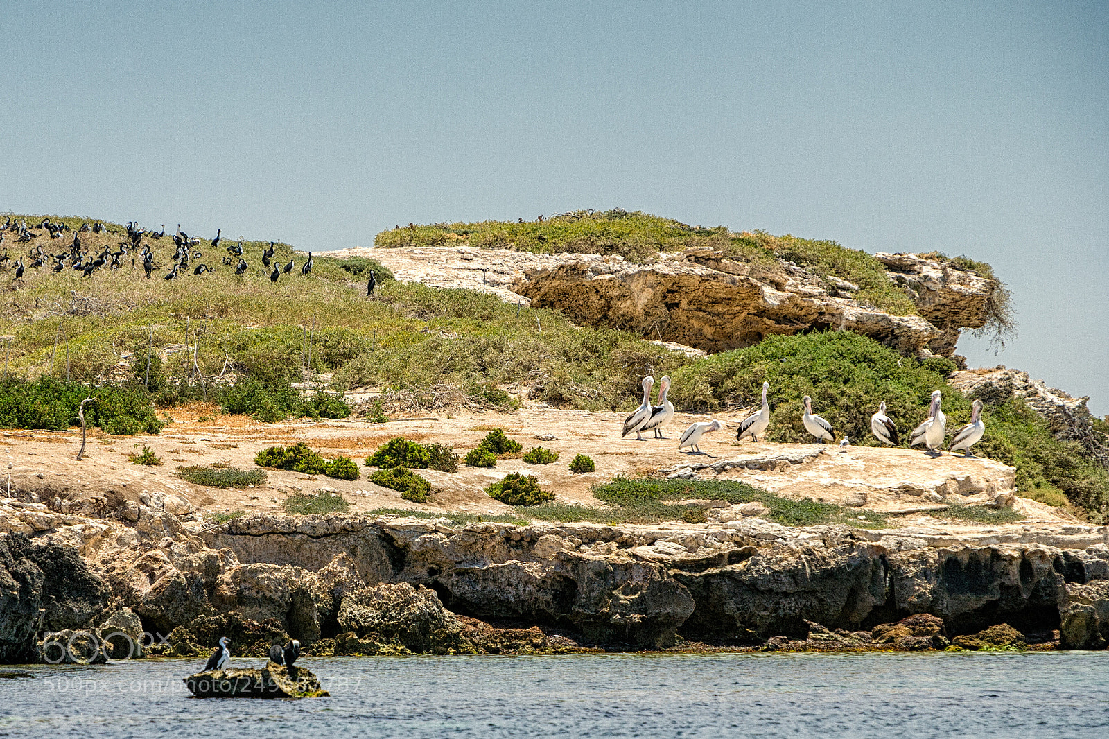 Canon EOS 5D sample photo. Penguin island photography