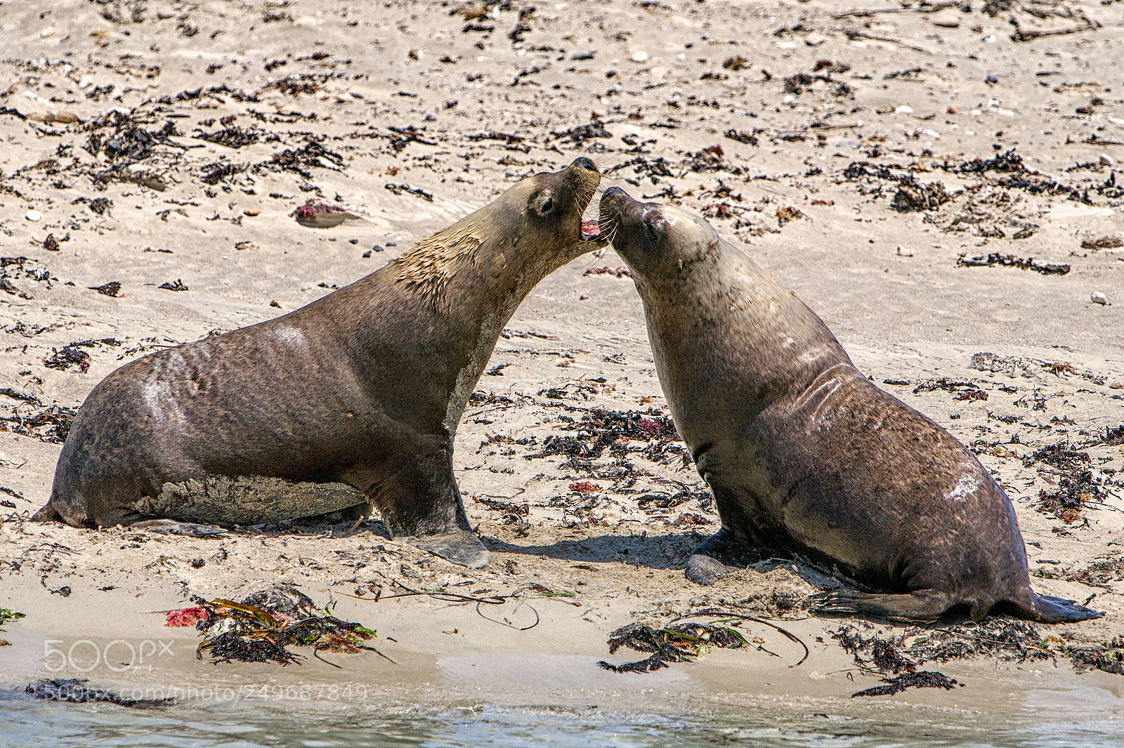Canon EOS 5D sample photo. Penguin island photography